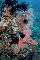 Bali 2016 - Liberty - Corail - IMG_5862_rc